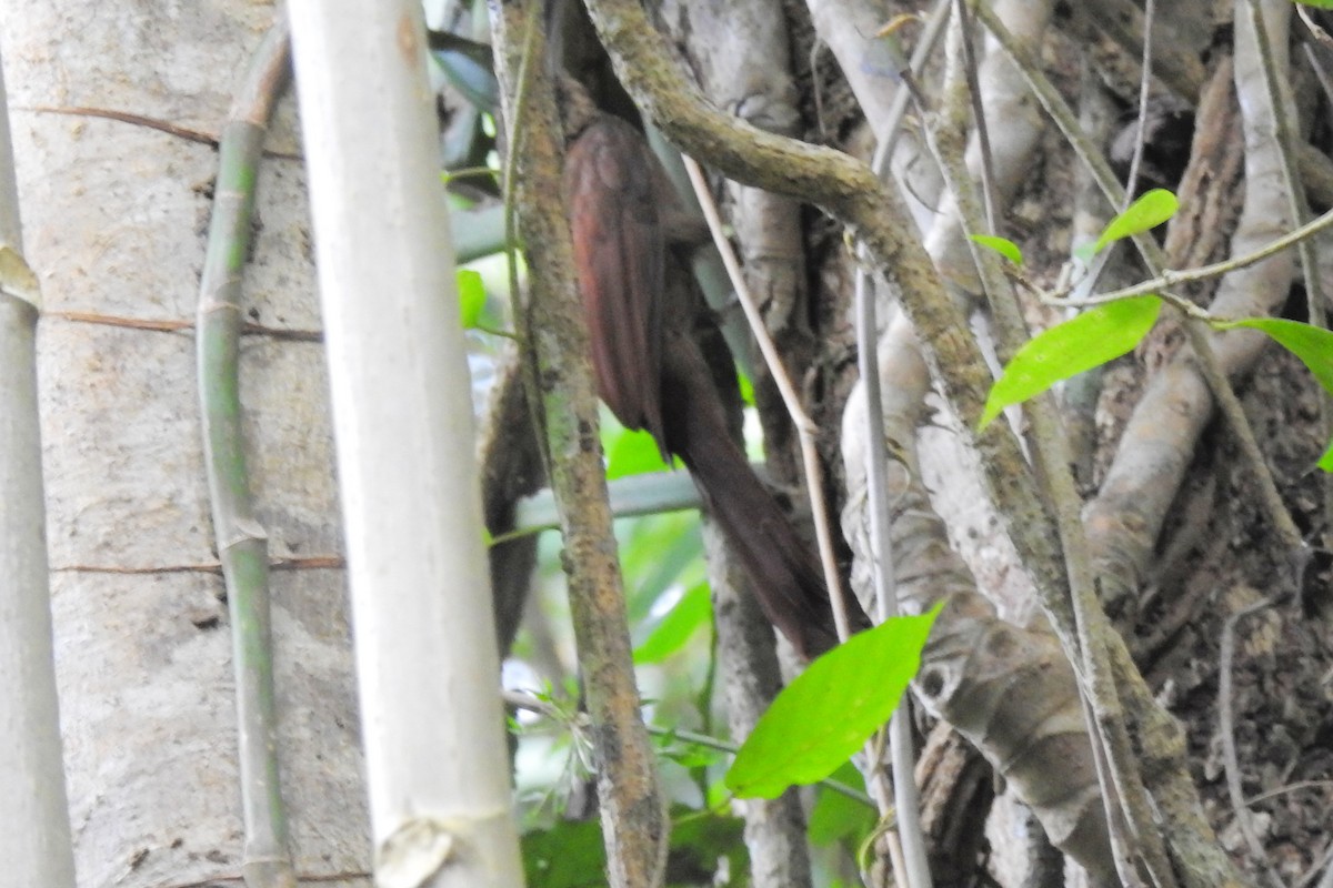 Cocoa Woodcreeper - ML650718197