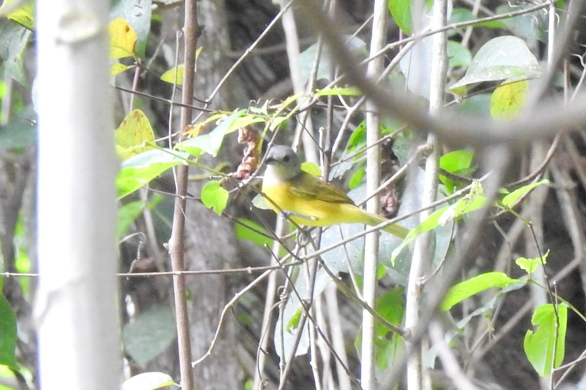 White-shouldered Tanager - ML650718215