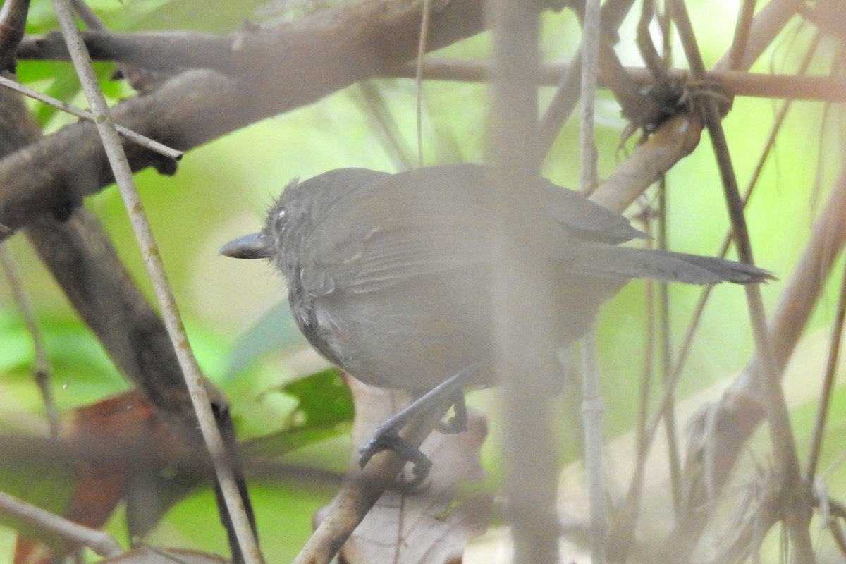 Dusky Antbird - ML650718228