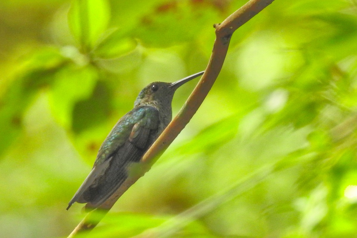 White-vented Plumeleteer - ML650718241