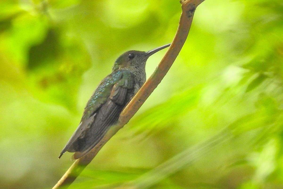 White-vented Plumeleteer - ML650718242