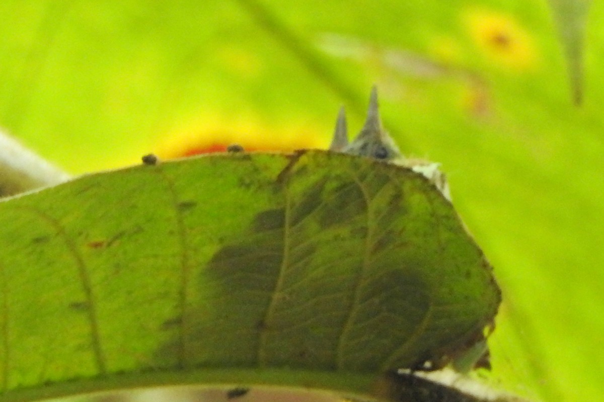 Violet-bellied Hummingbird - ML650718254