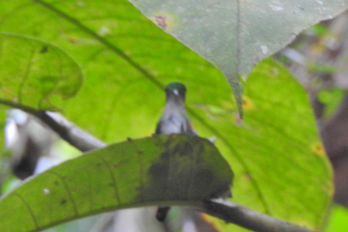 Violet-bellied Hummingbird - ML650718255