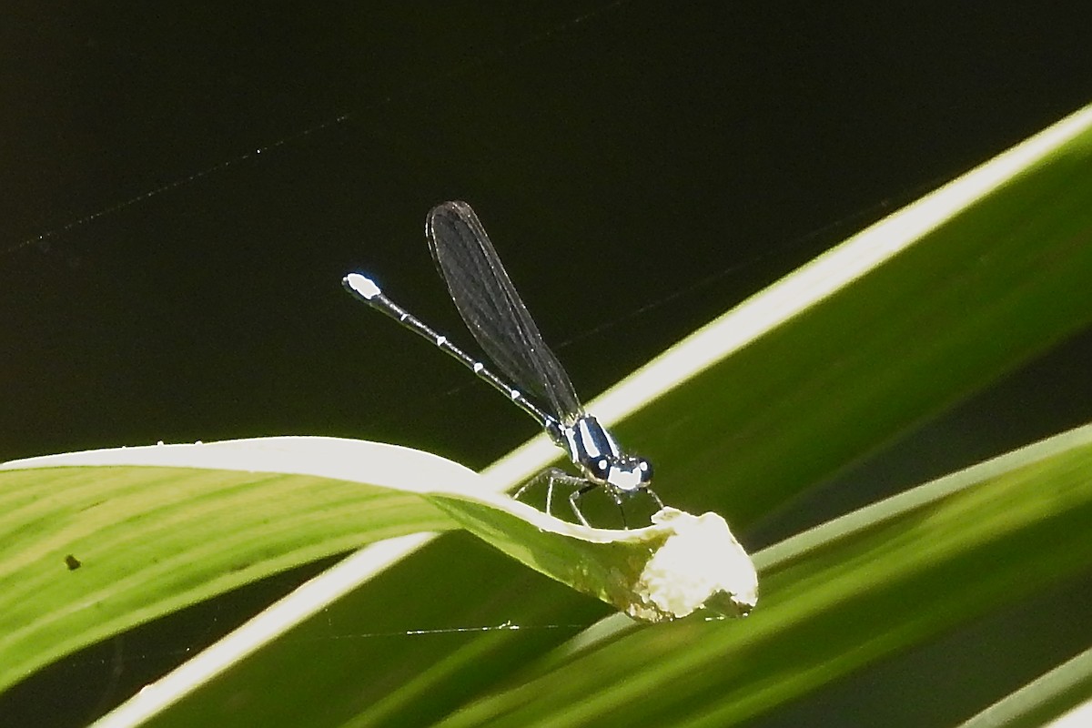 Oculate Dancer - ML650718307