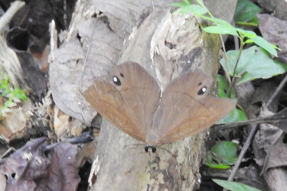 Moon Satyr - ML650718308