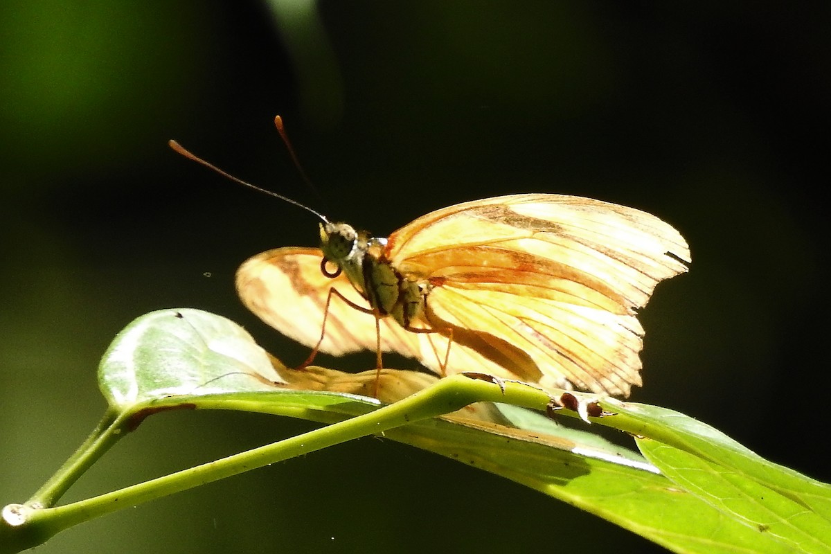 Julia Heliconian - ML650718309