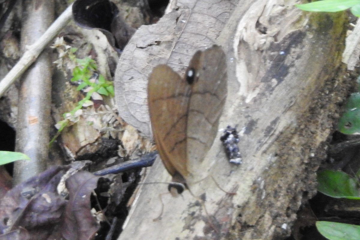 Moon Satyr - ML650718310