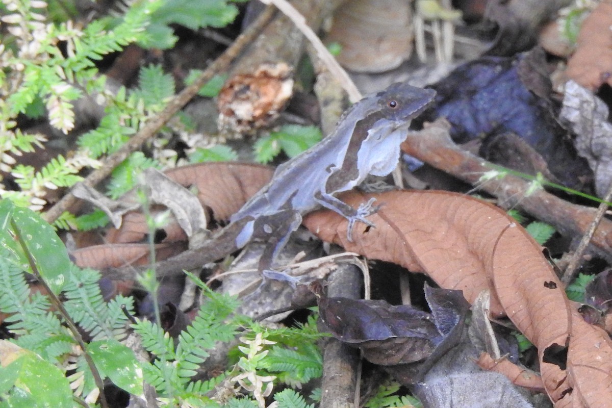 Gaige's Anole - ML650718311