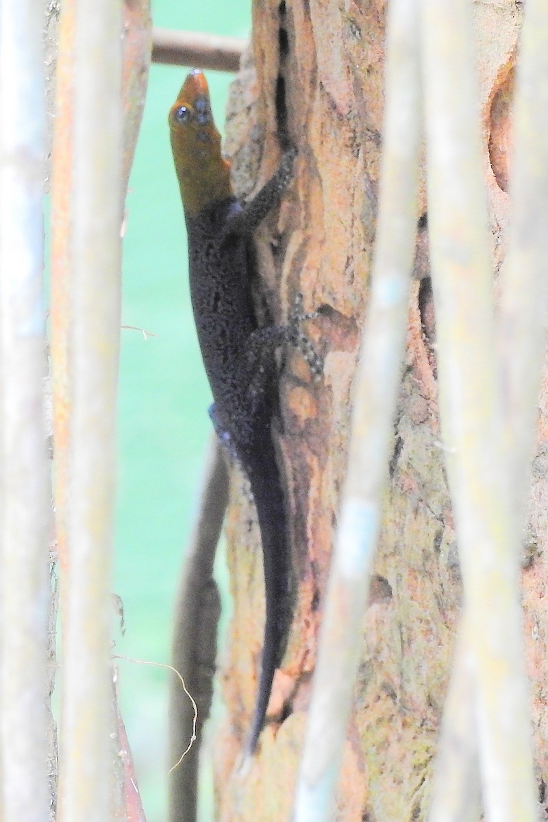 Yellow-headed Gecko - ML650718313