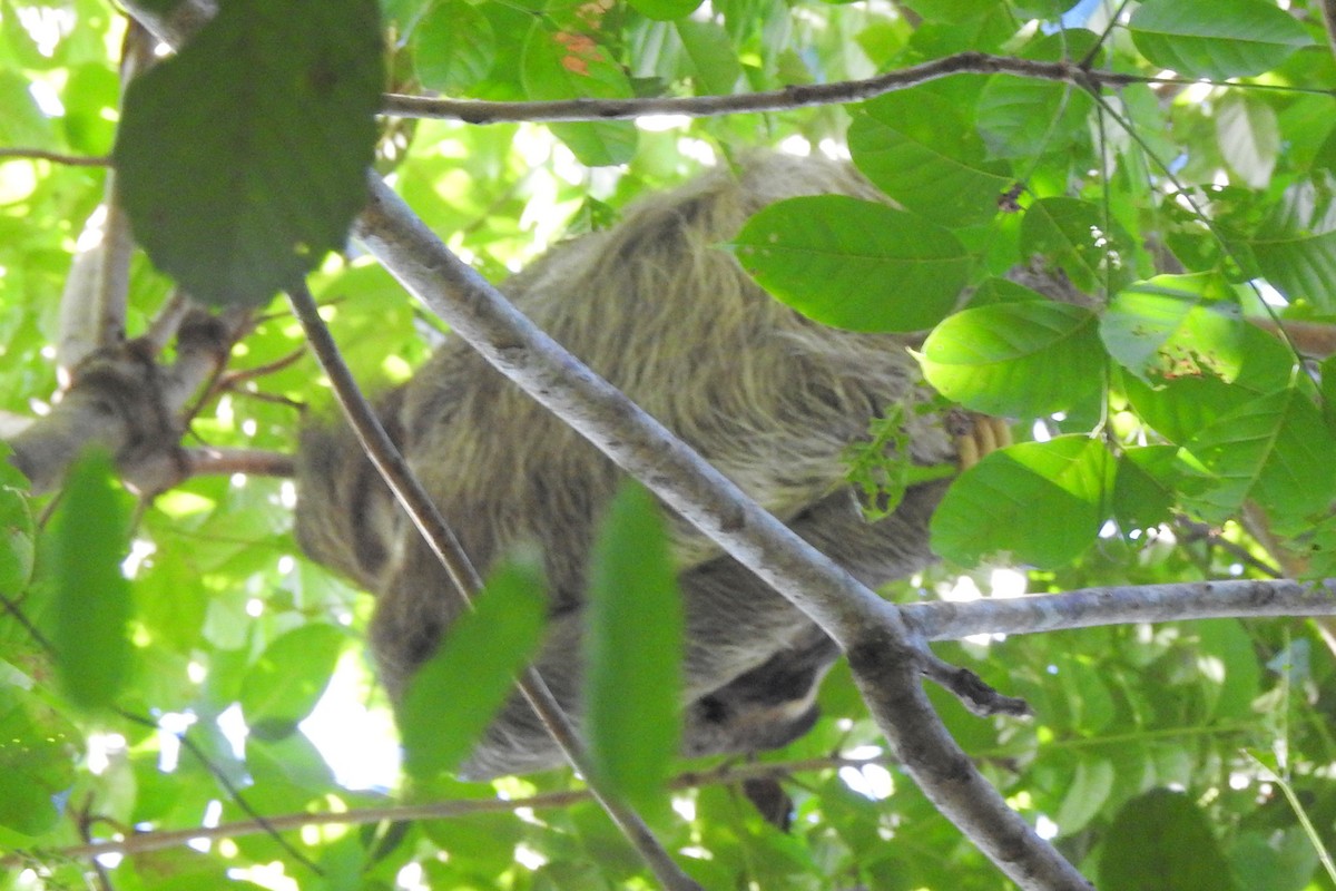 Trans-Andean Three-toed Sloth - ML650718314