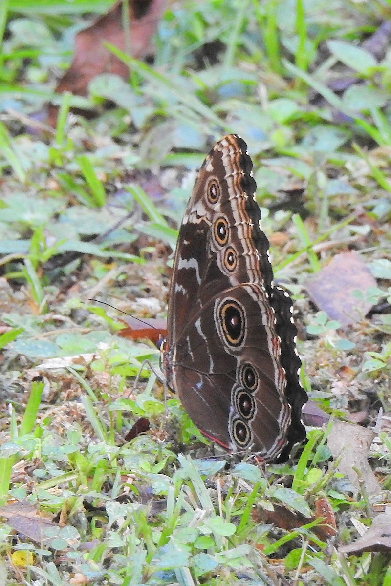 Common Morpho - ML650718315