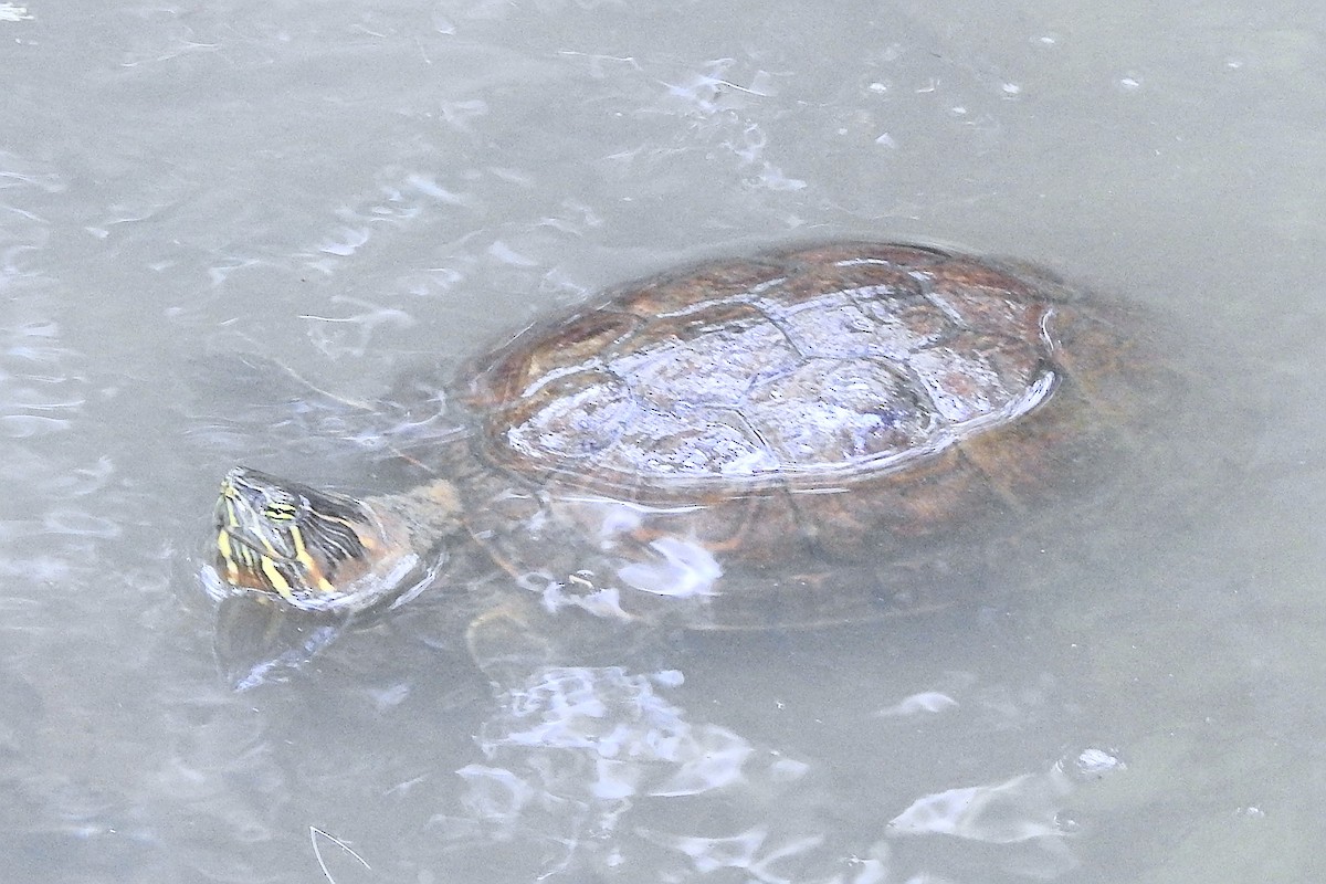 Sliders - ML650718317