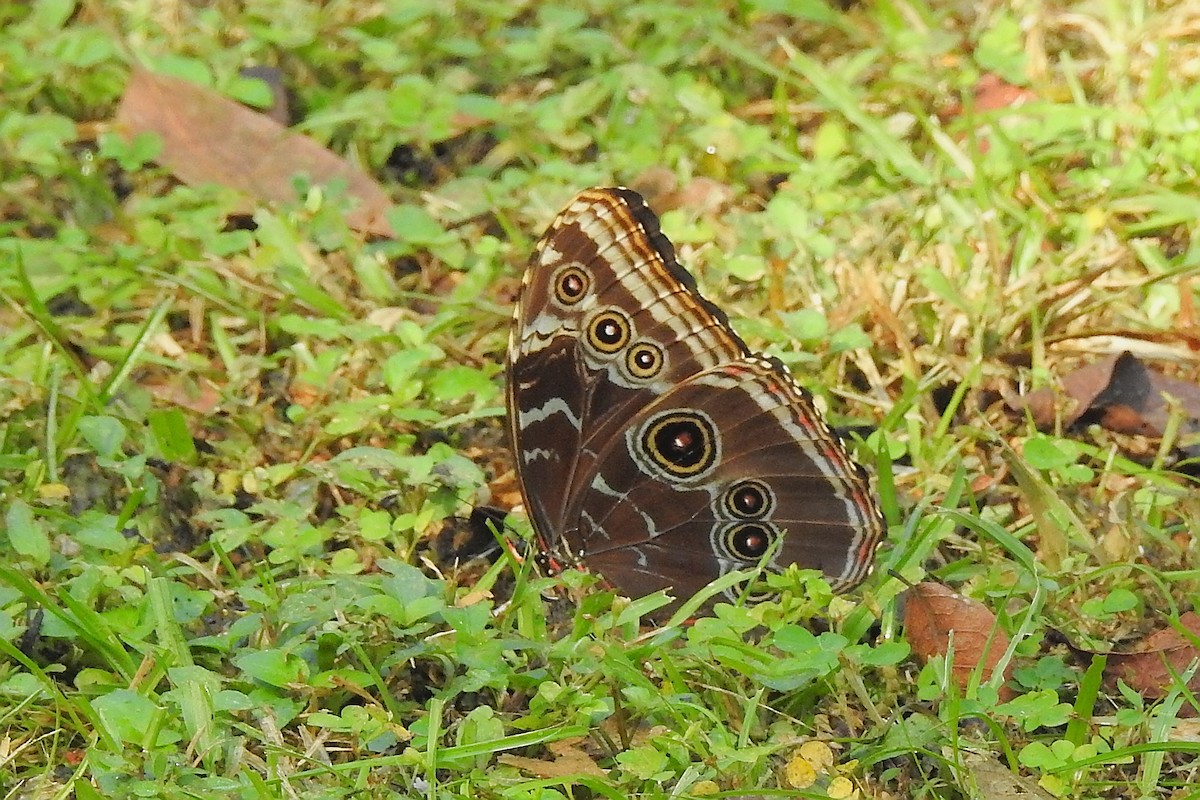 Common Morpho - ML650718319