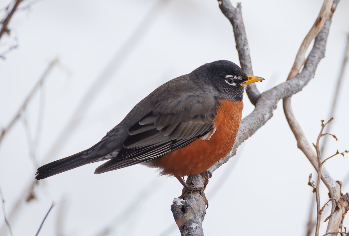 American Robin - ML650718508