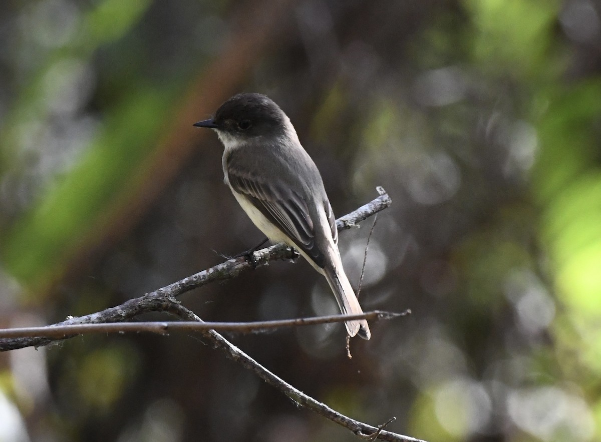 Eastern Phoebe - ML650718566