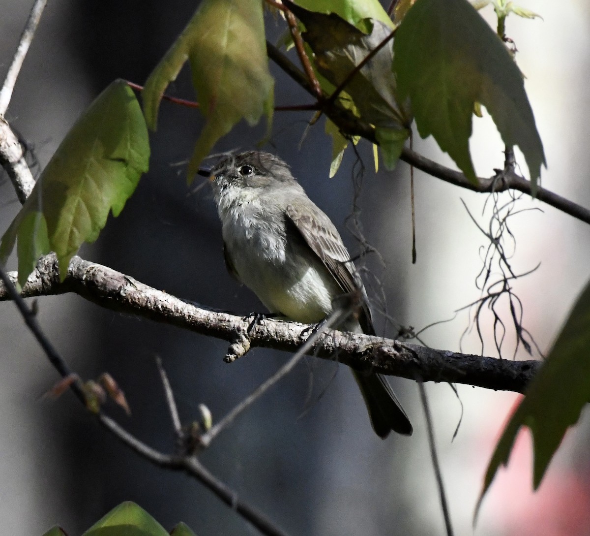 Eastern Phoebe - ML650718569