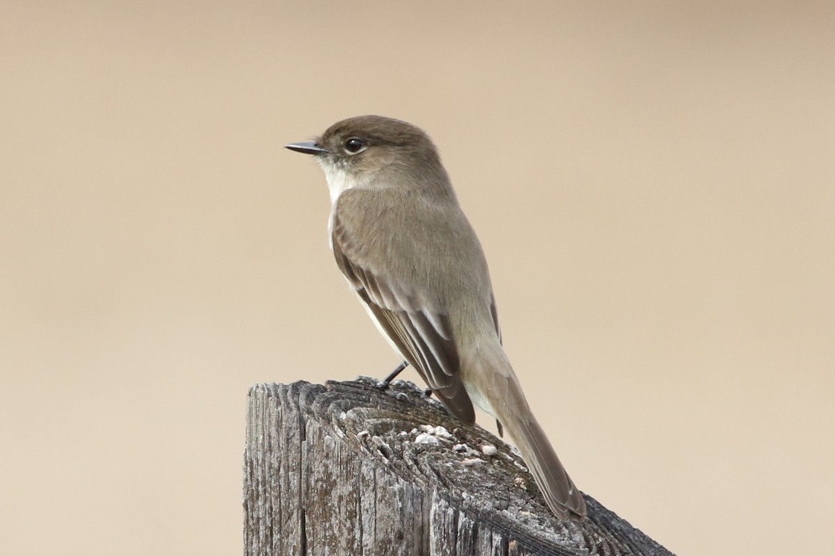 Eastern Phoebe - ML650718617
