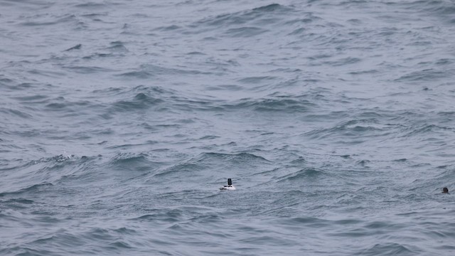 Common Merganser - ML650718679