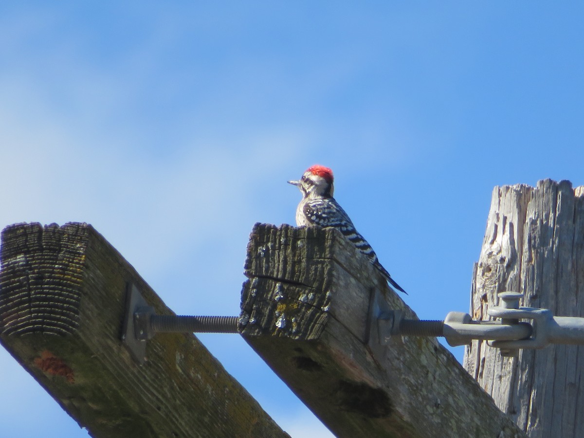 Ladder-backed Woodpecker - ML650718877