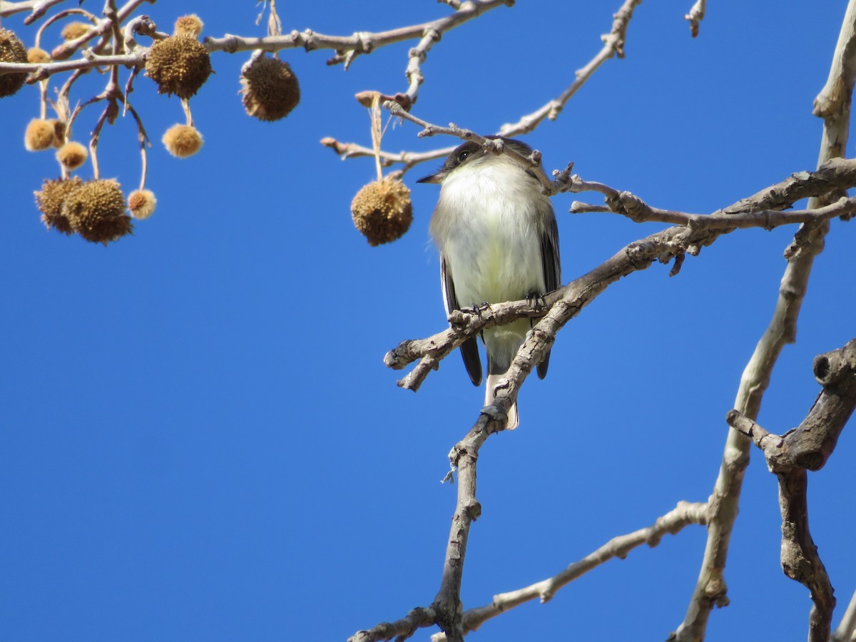 Eastern Phoebe - ML650719289