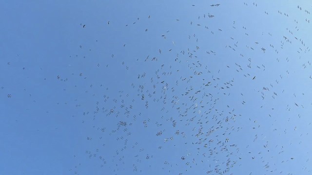 Tree Swallow - ML650719751
