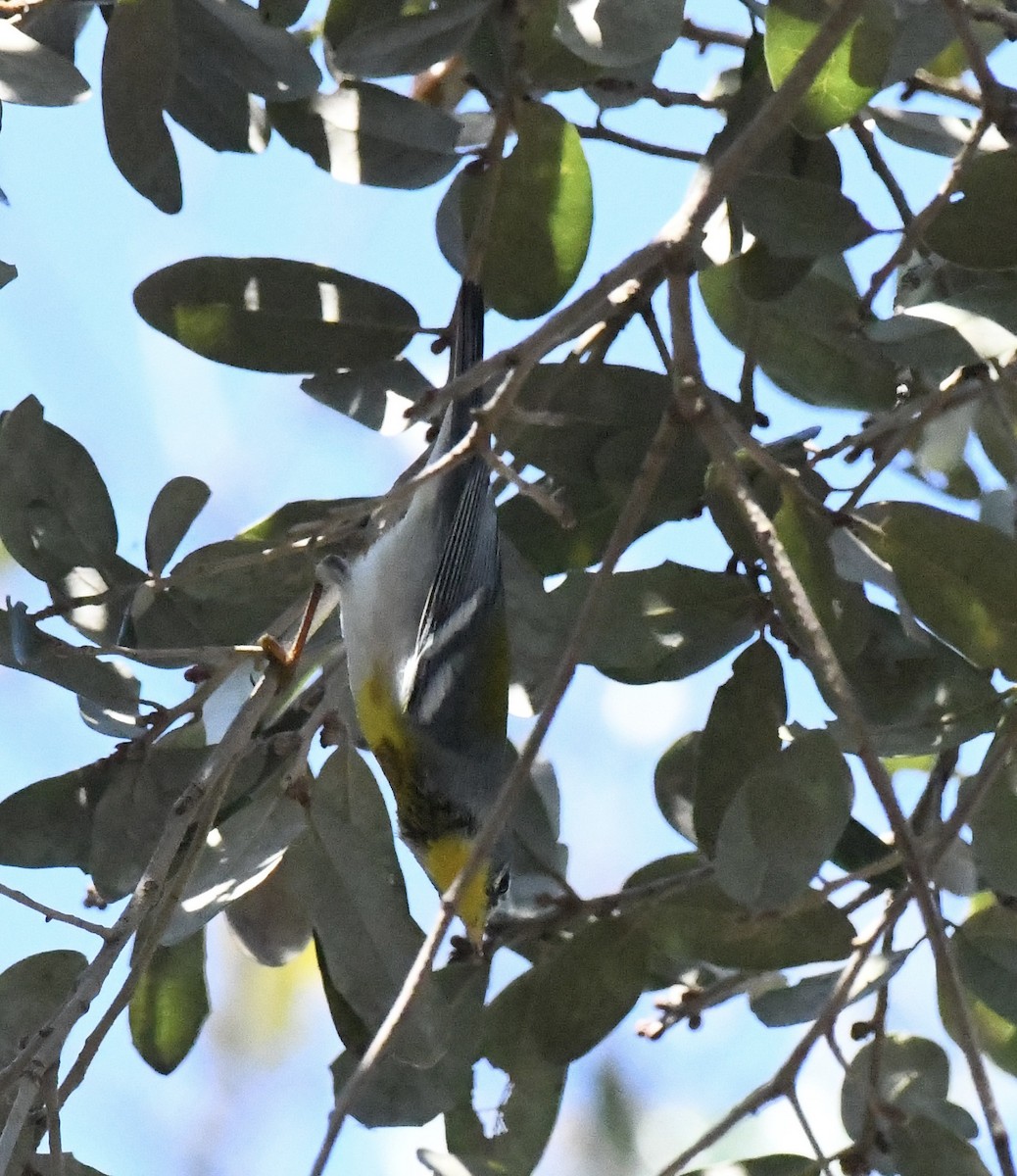 Northern Parula - ML650719899