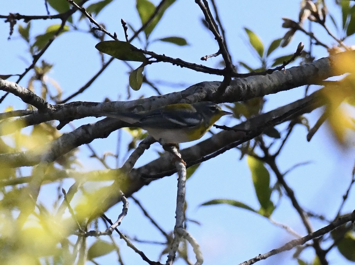 Northern Parula - ML650719900