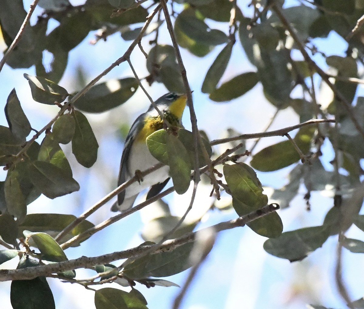 Northern Parula - ML650719901