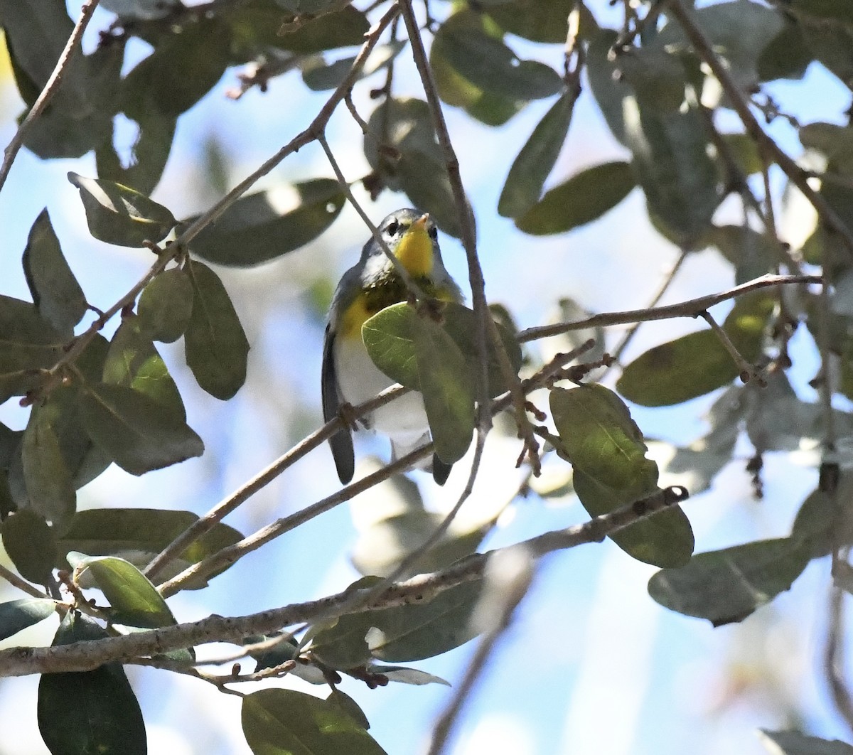 Northern Parula - ML650719902