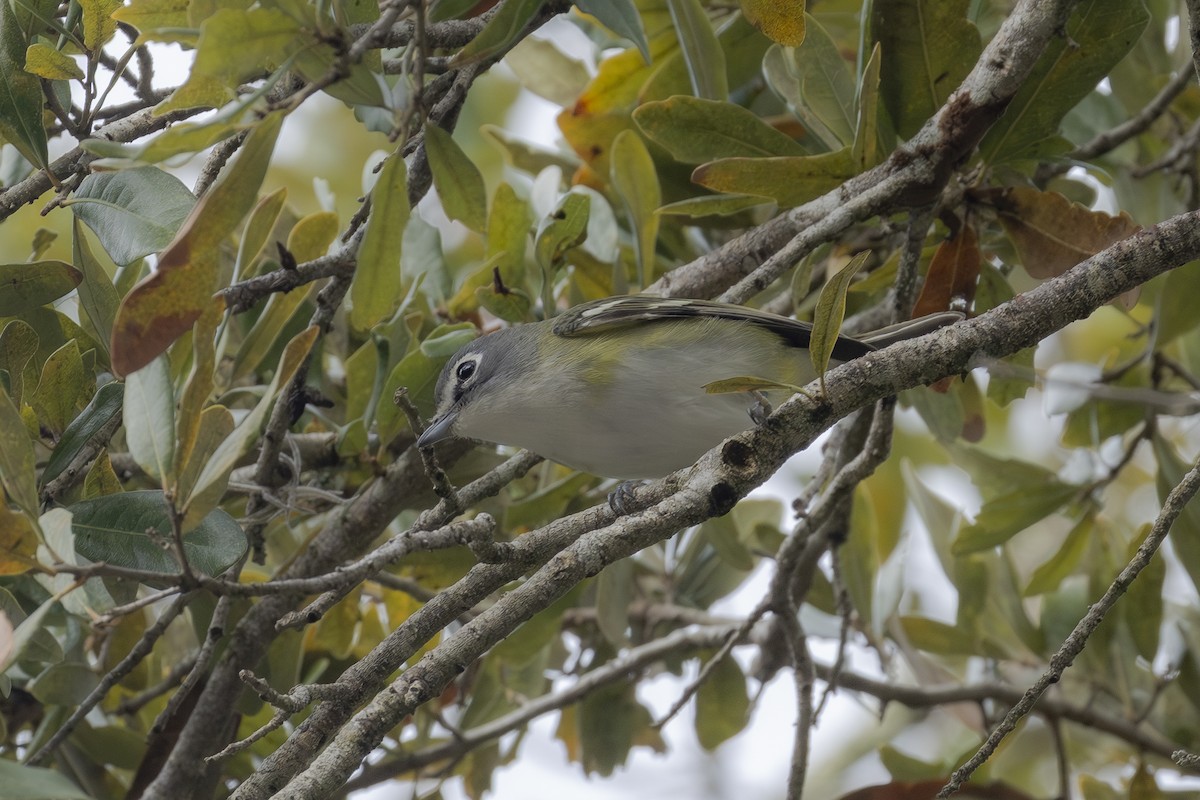 Blue-headed Vireo - ML650720372