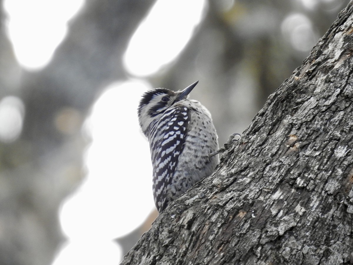 Ladder-backed Woodpecker - ML650720825