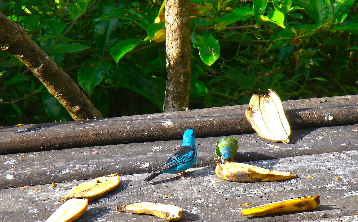 ヒワミツドリ - ML650720848