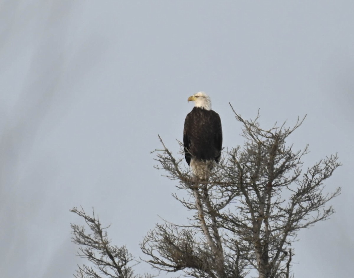 Bald Eagle - ML650720896
