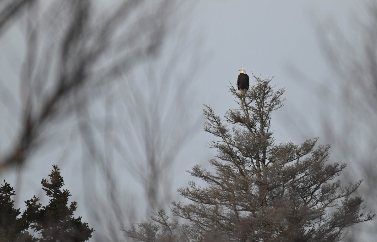 Bald Eagle - ML650720897