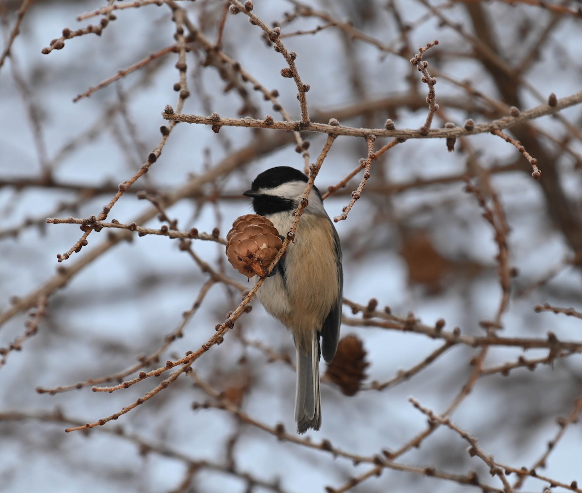 Black-capped Chickadee - ML650720910