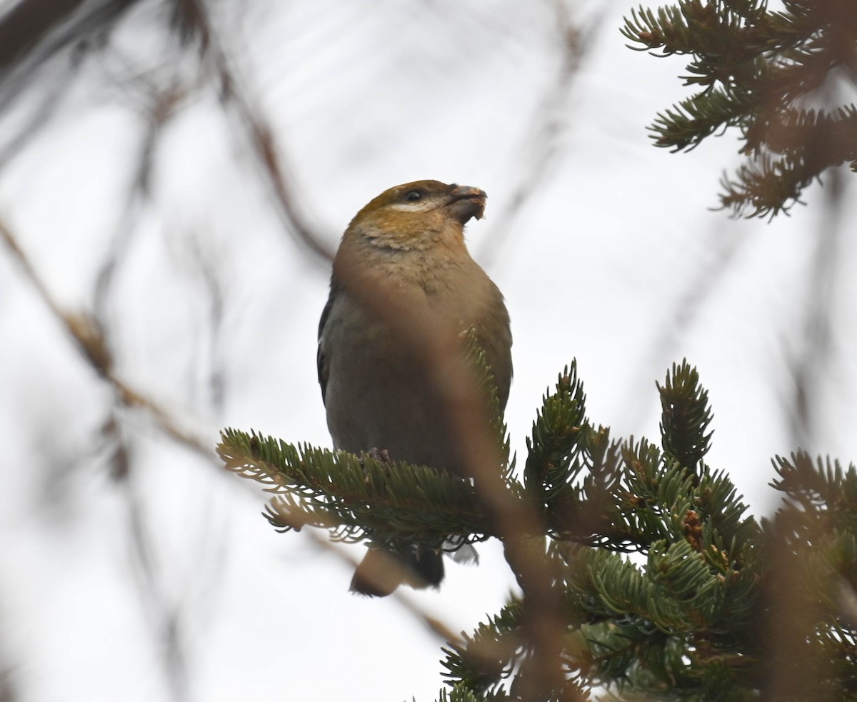 Pine Grosbeak - ML650720926