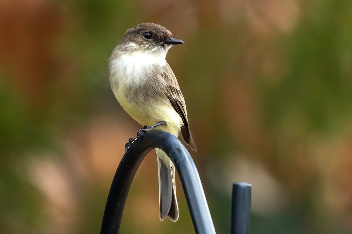 Eastern Phoebe - ML650720962