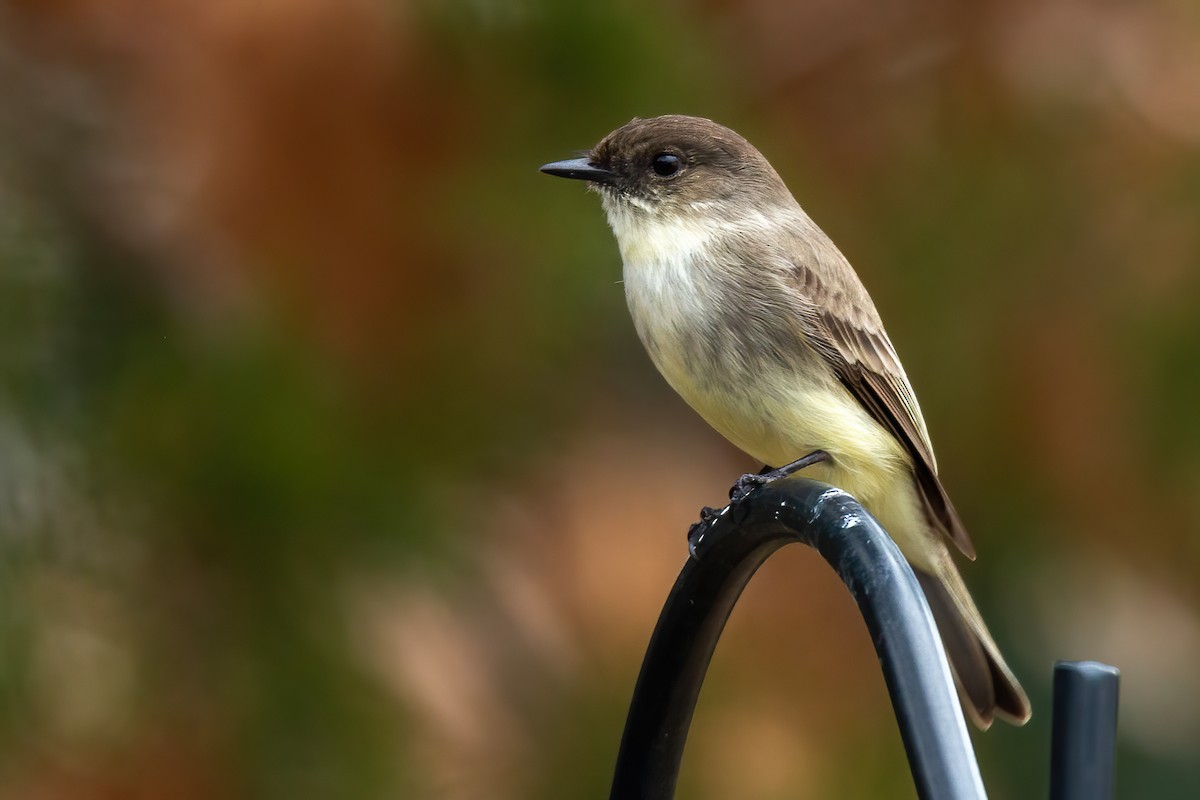 Eastern Phoebe - ML650720963