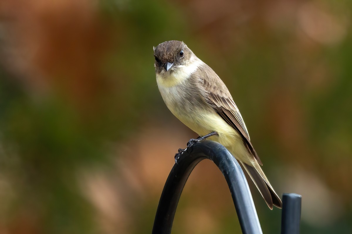 Eastern Phoebe - ML650720964
