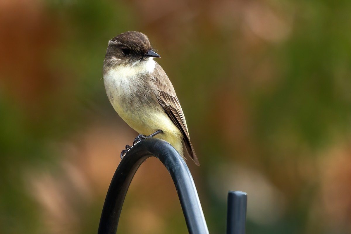 Eastern Phoebe - ML650720965