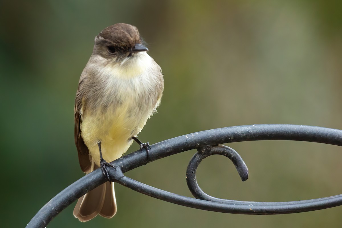 Eastern Phoebe - ML650720966