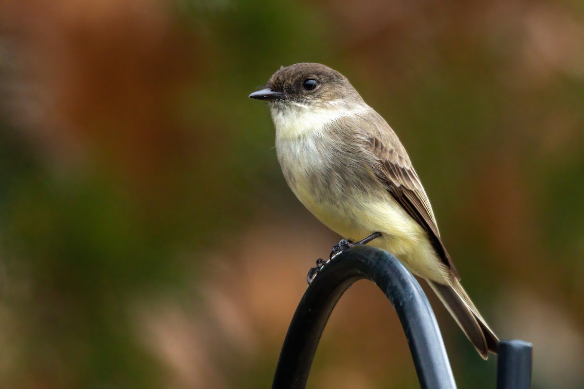 Eastern Phoebe - ML650720967