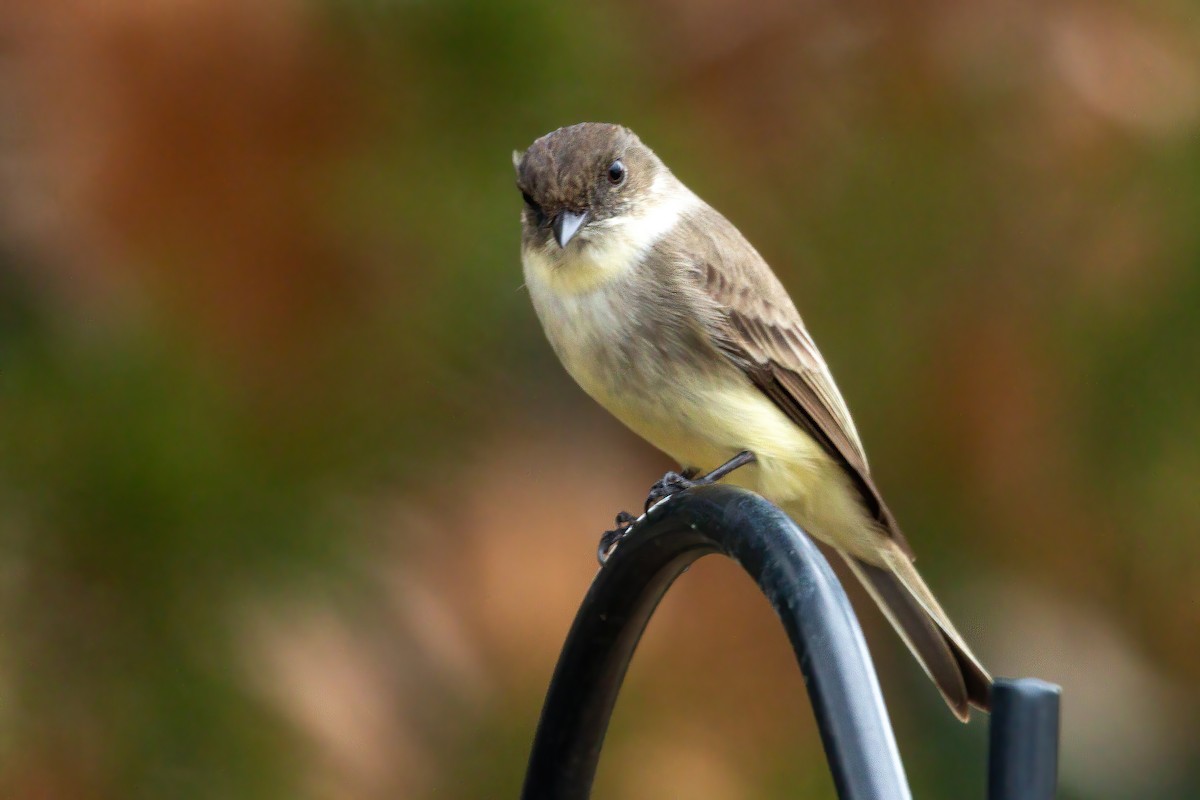 Eastern Phoebe - ML650720968