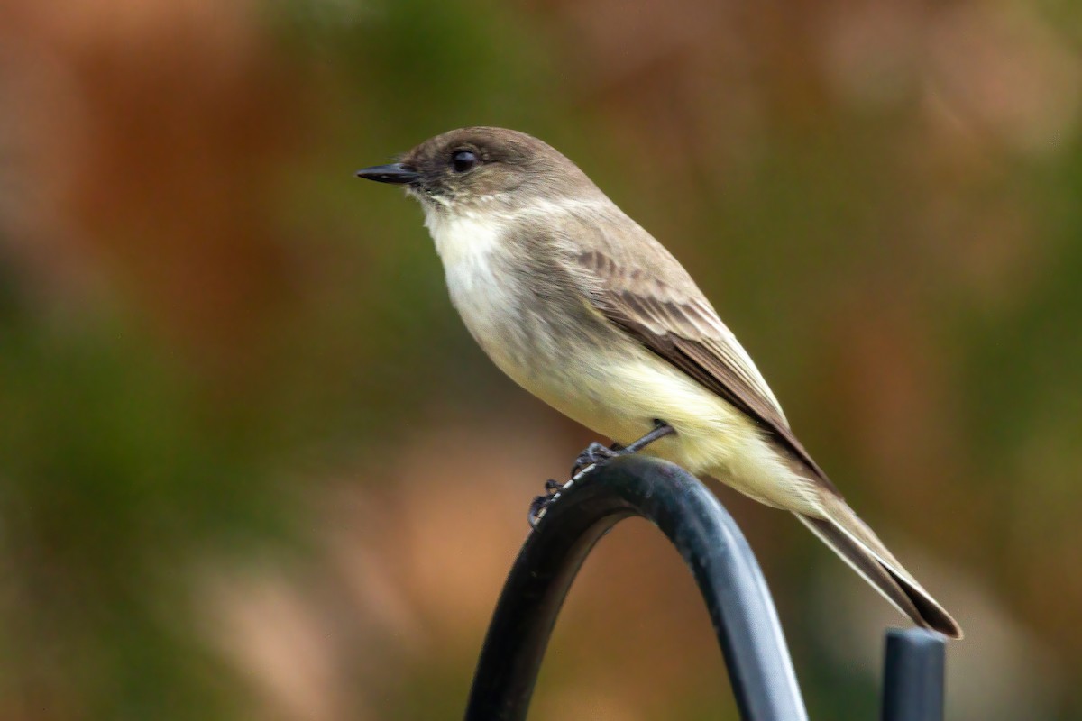 Eastern Phoebe - ML650720969