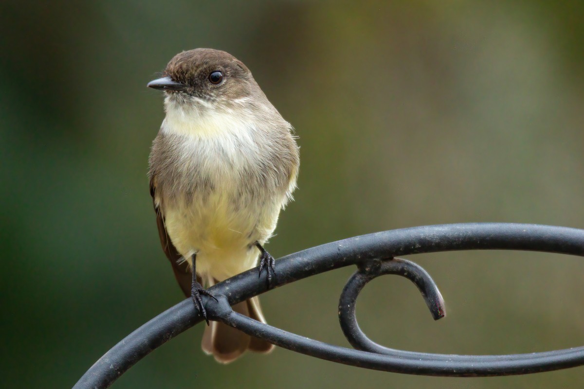 Eastern Phoebe - ML650720970