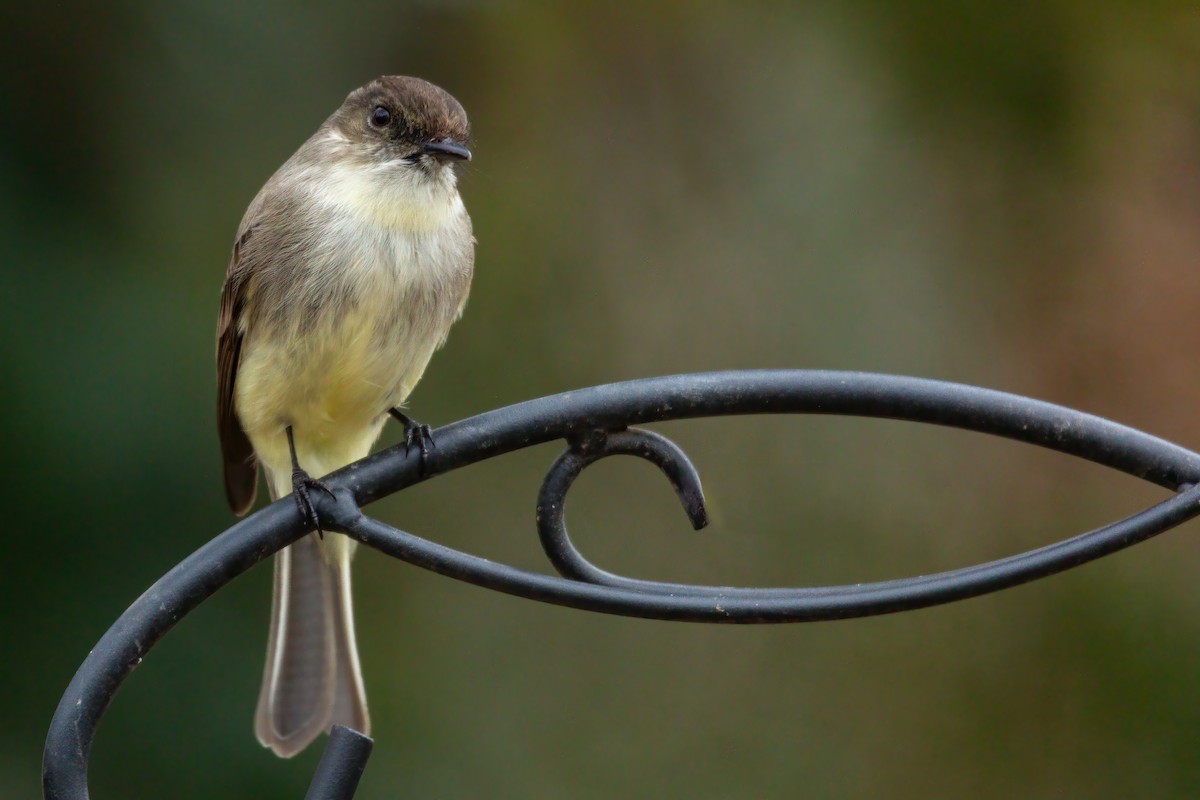 Eastern Phoebe - ML650720971