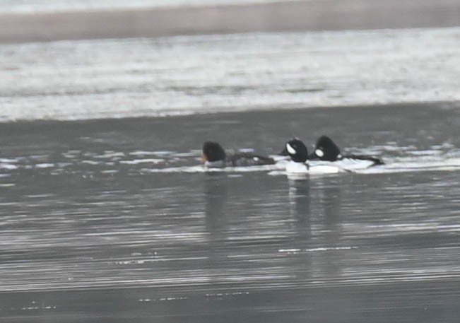 Barrow's Goldeneye - ML650720982