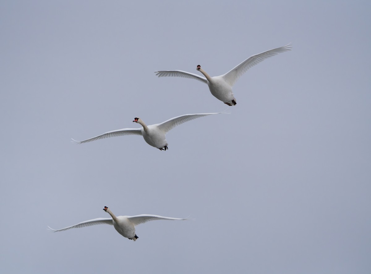 Höckerschwan - ML650720983