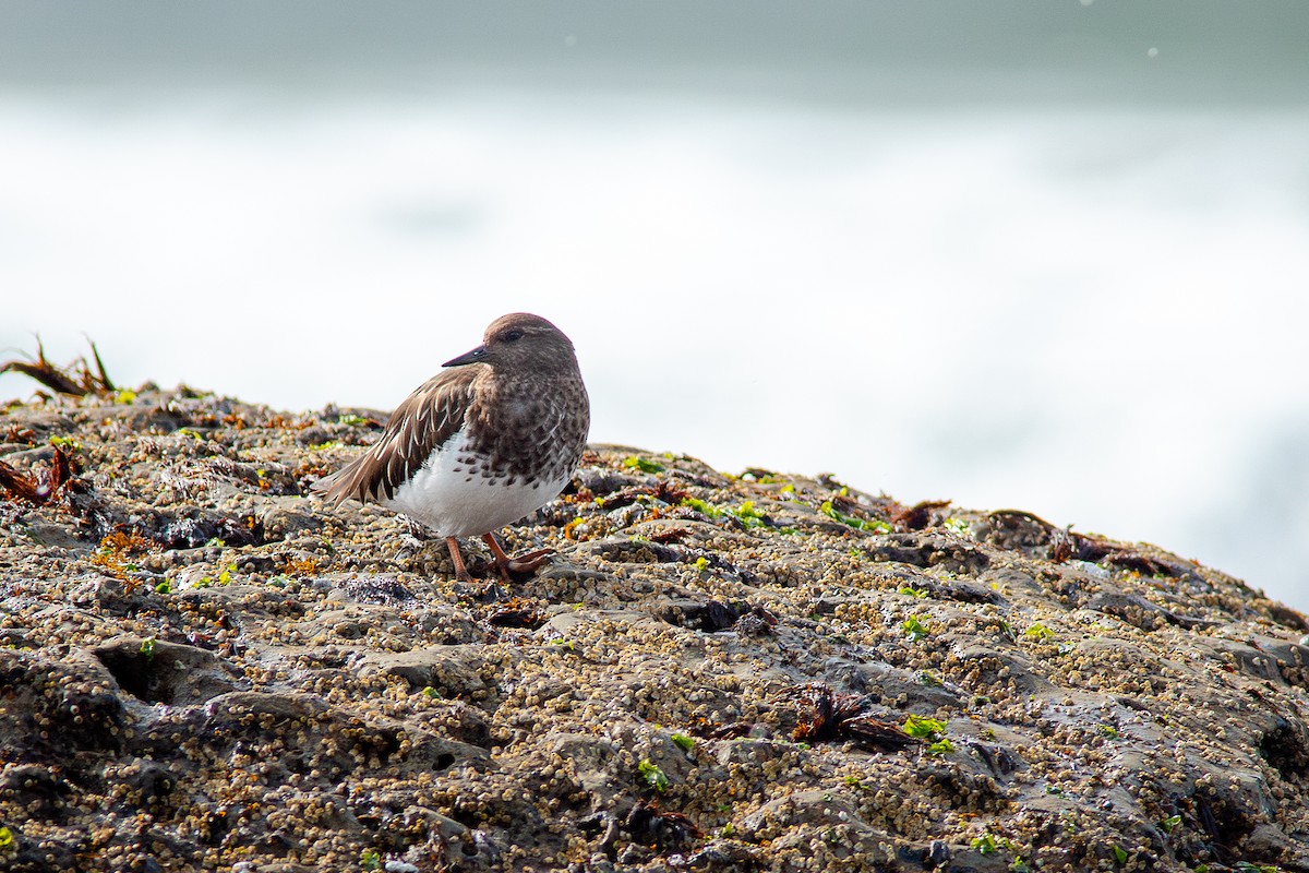 Tournepierre noir - ML650720998