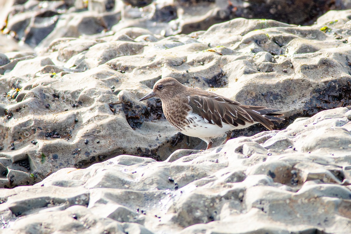 Tournepierre noir - ML650721000